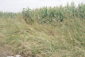 '挨着李芳家苞米地前的蒿草'