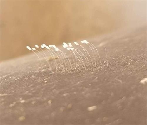 '图3：阮友维在他家多处发现了优昙婆罗花。'